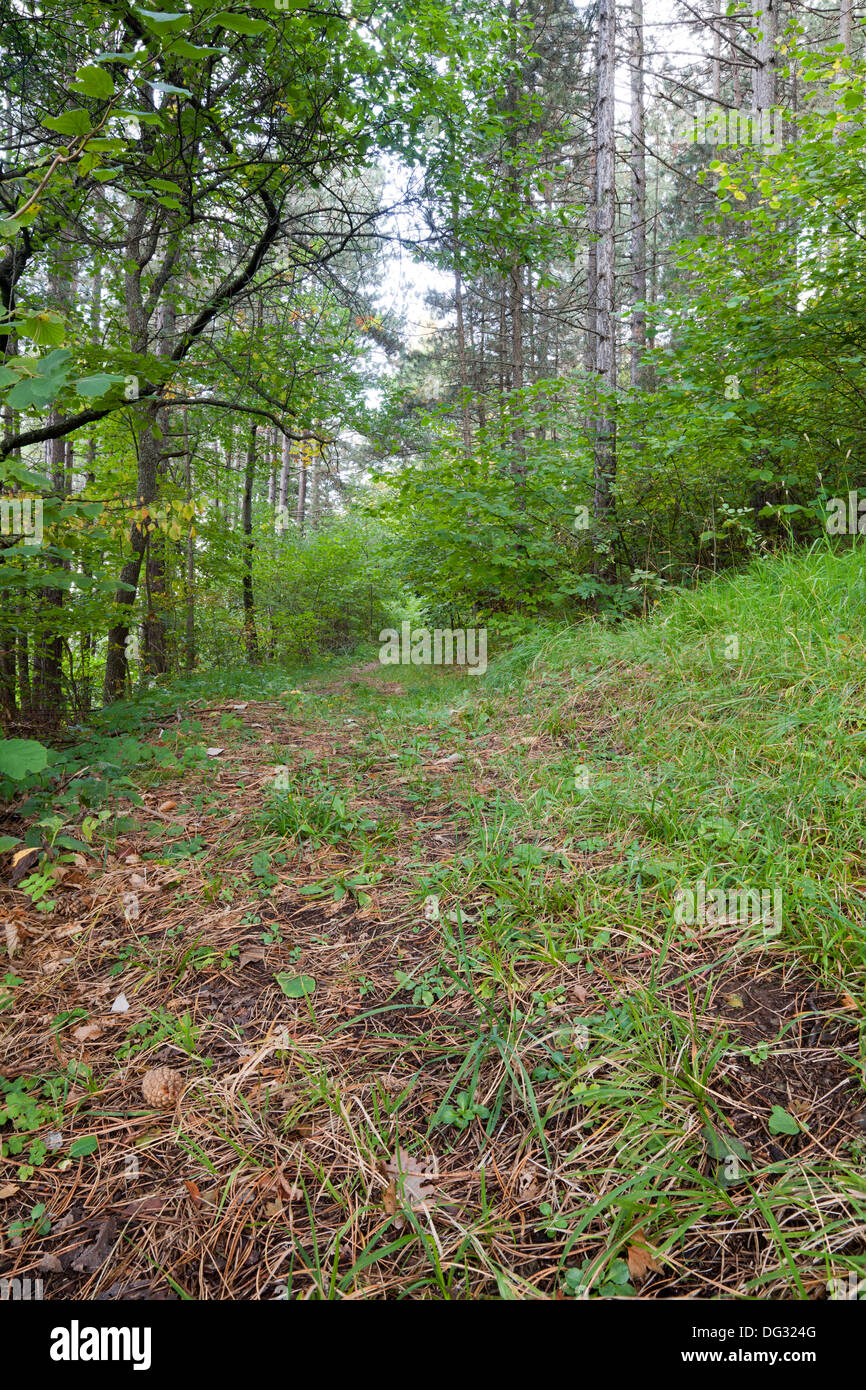 Vista di una strada sterrata nel bosco misto Foto Stock