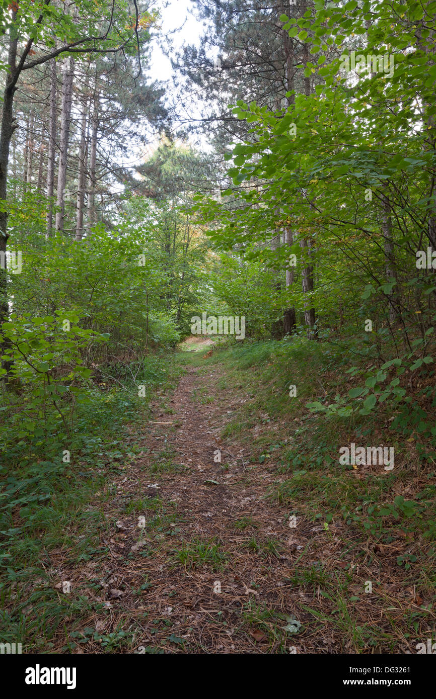 Vista di una strada sterrata nel bosco misto Foto Stock