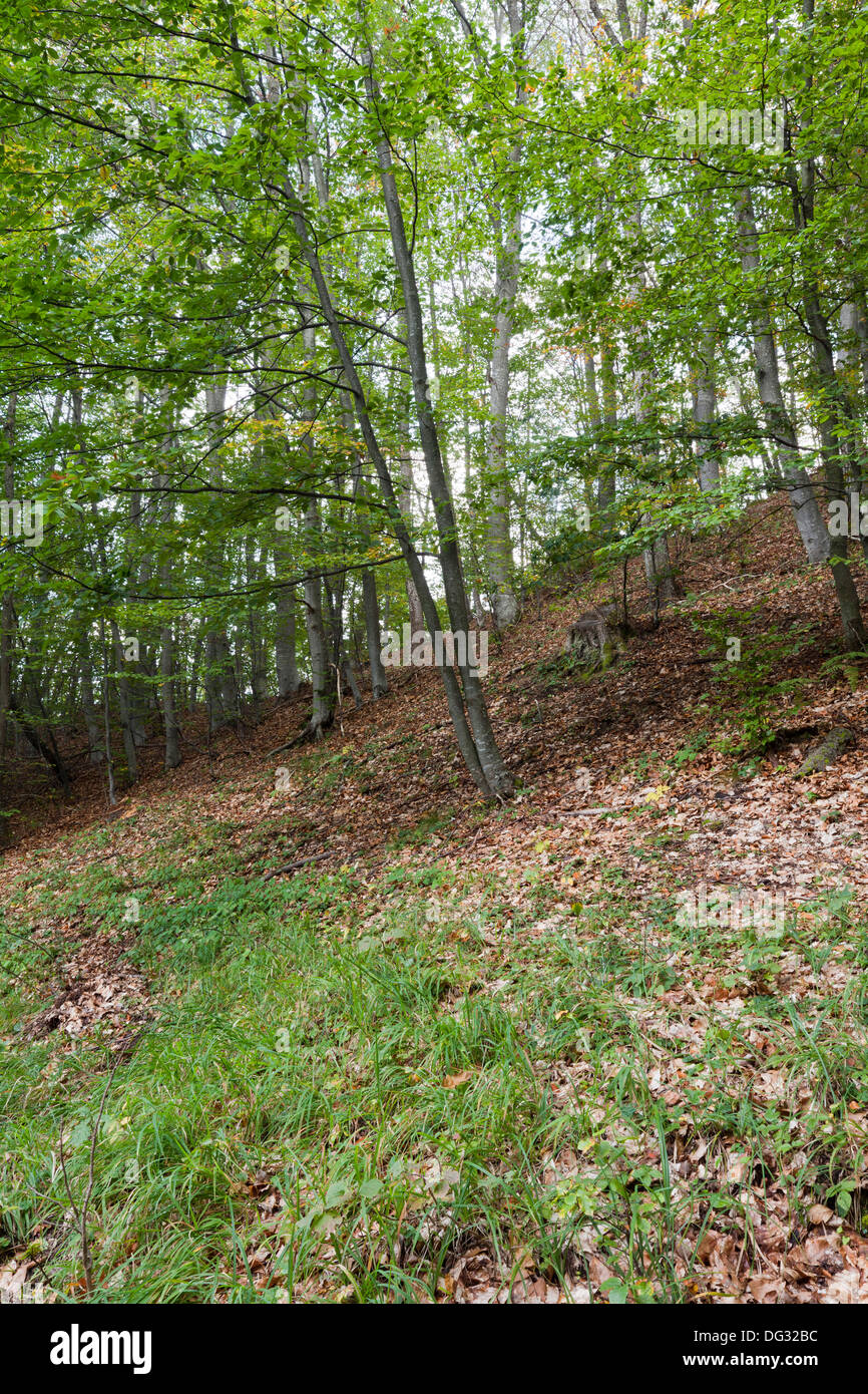 Vista di una strada sterrata nel bosco misto Foto Stock