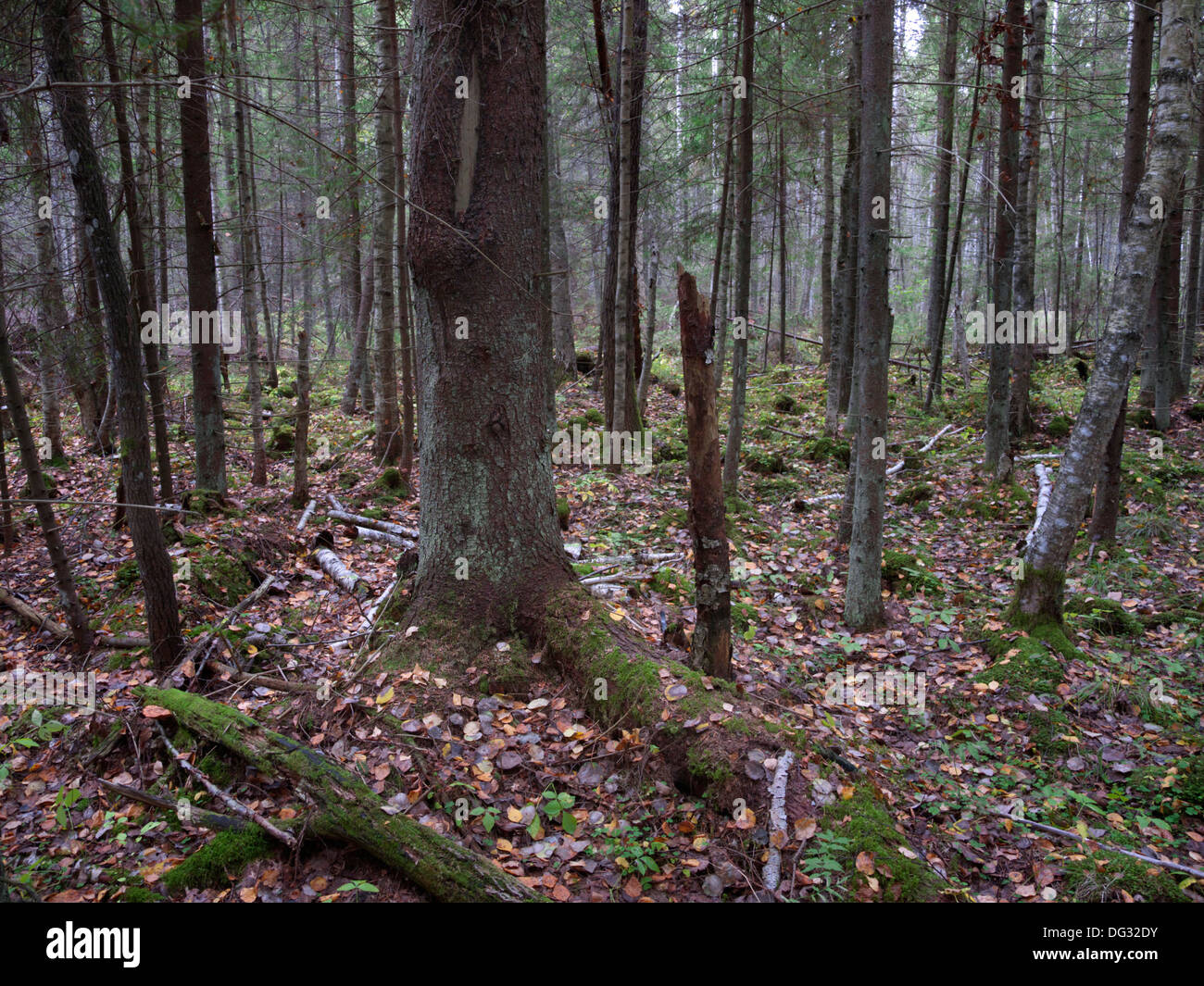 Estone di paesaggio forestale vicino a Tartu nel novembre 2013 Foto Stock