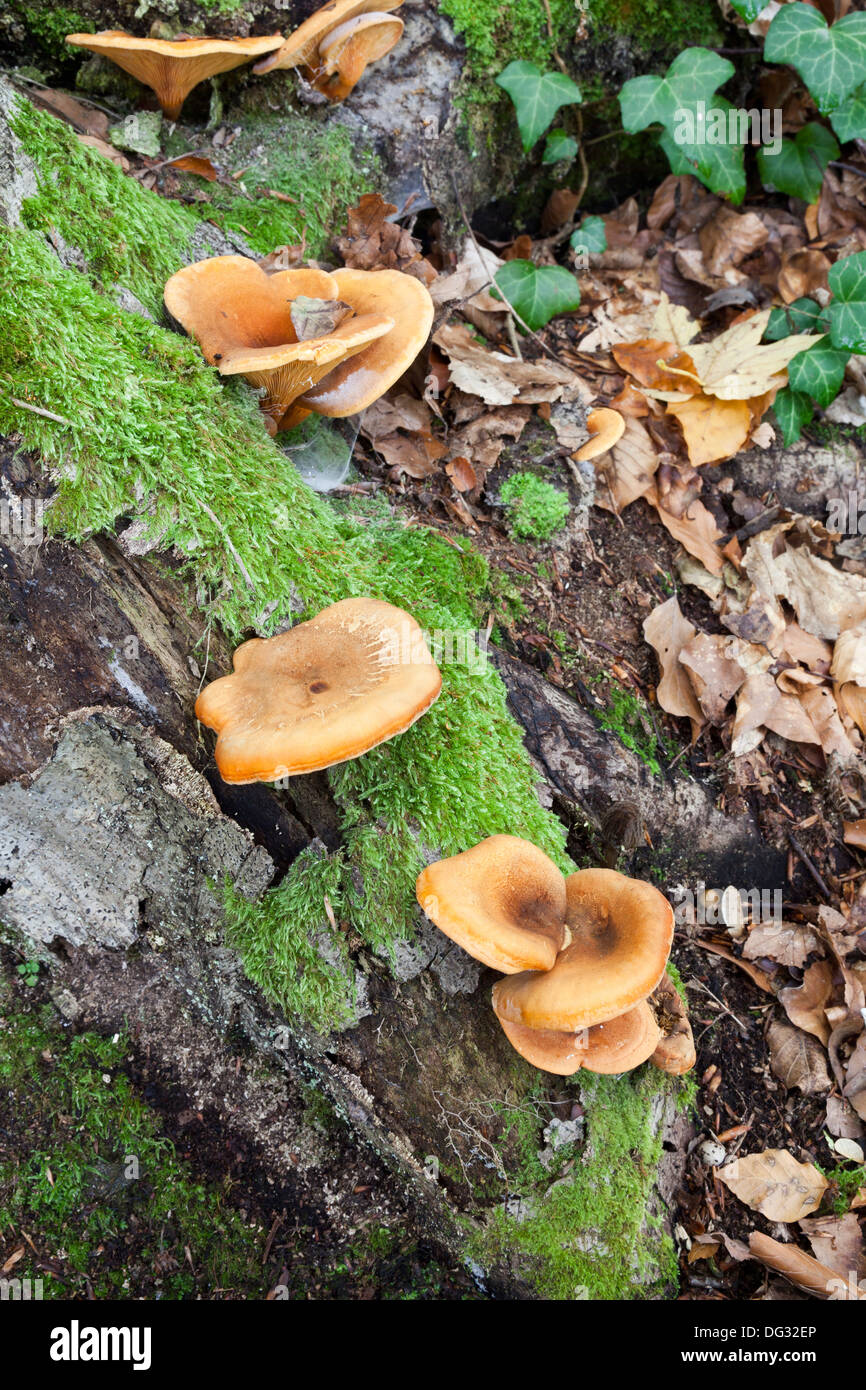 Funghi nei boschi che crescono sugli alberi Foto Stock