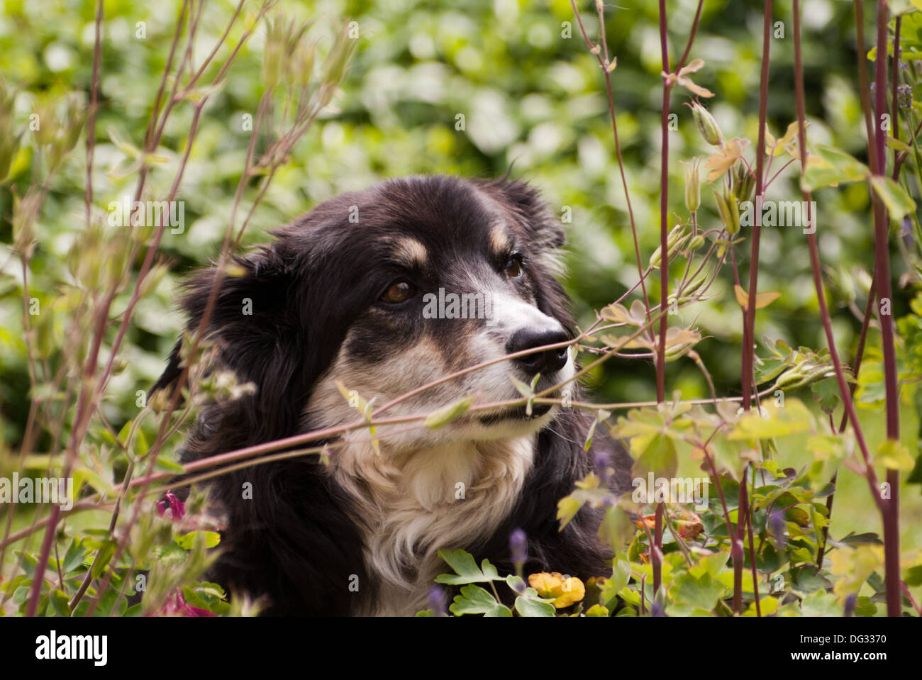 Cane nel giardino estivo Foto Stock