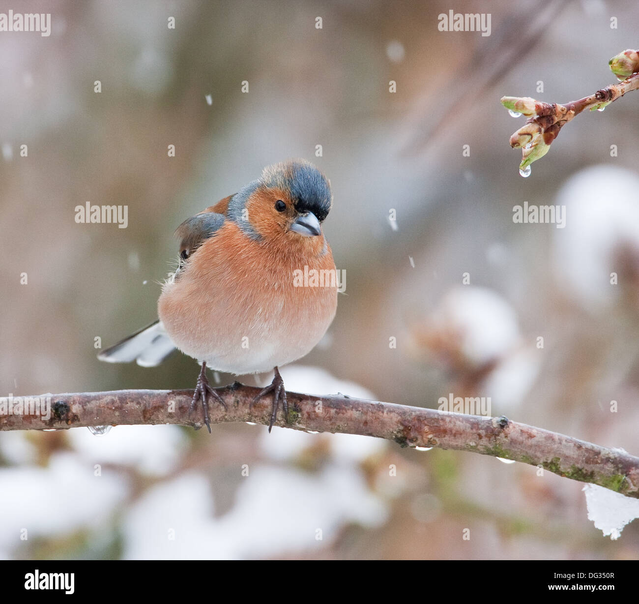 Fringuello maschio arroccato nella neve Foto Stock