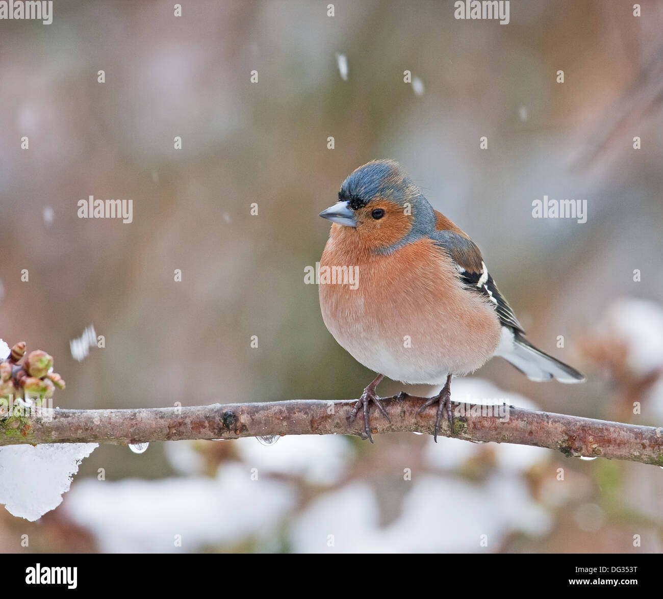 Fringuello maschio nella neve Foto Stock