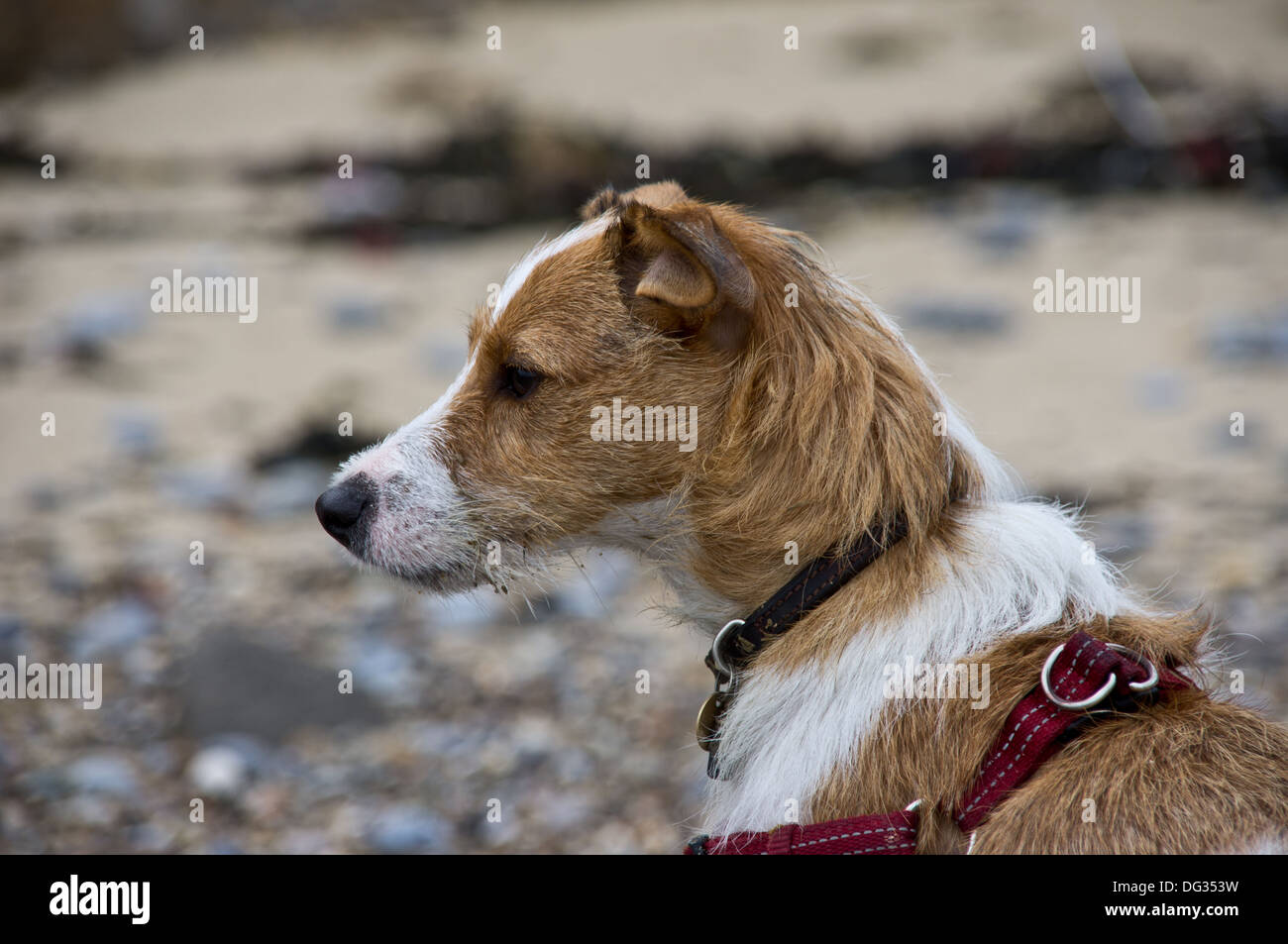 Jack Russell cane sulla spiaggia Foto Stock