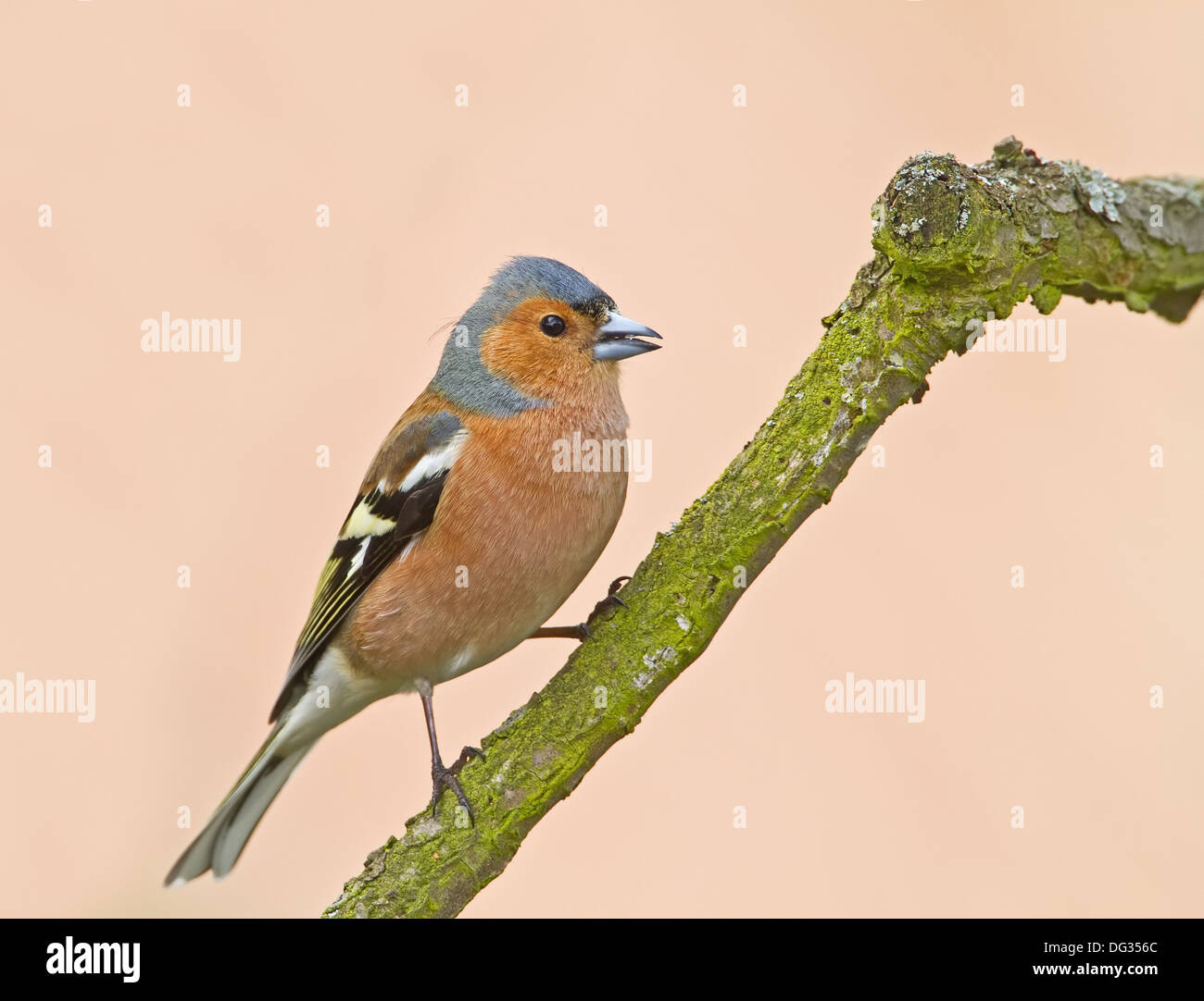 Fringuello maschio appollaiato guardando a destra Foto Stock