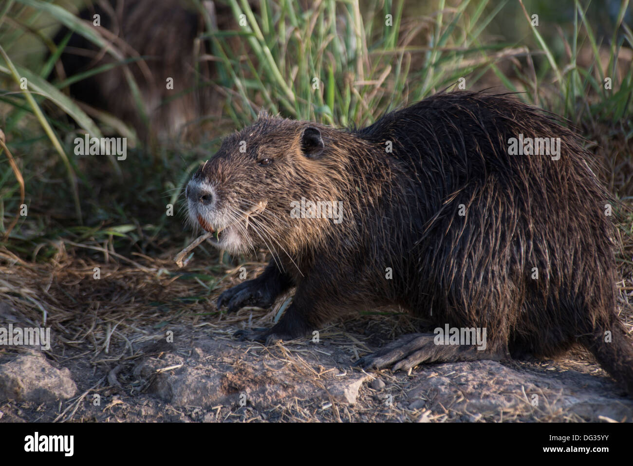 Nutria ,Hula riserva naturale, Galilea superiore ,Israele ,Great Rift Valley,Agamon Hahula. Foto Stock