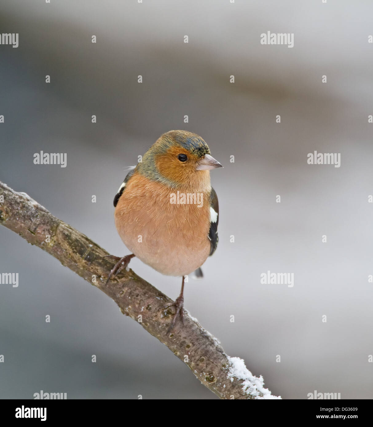 Fringuello maschio nella neve Foto Stock