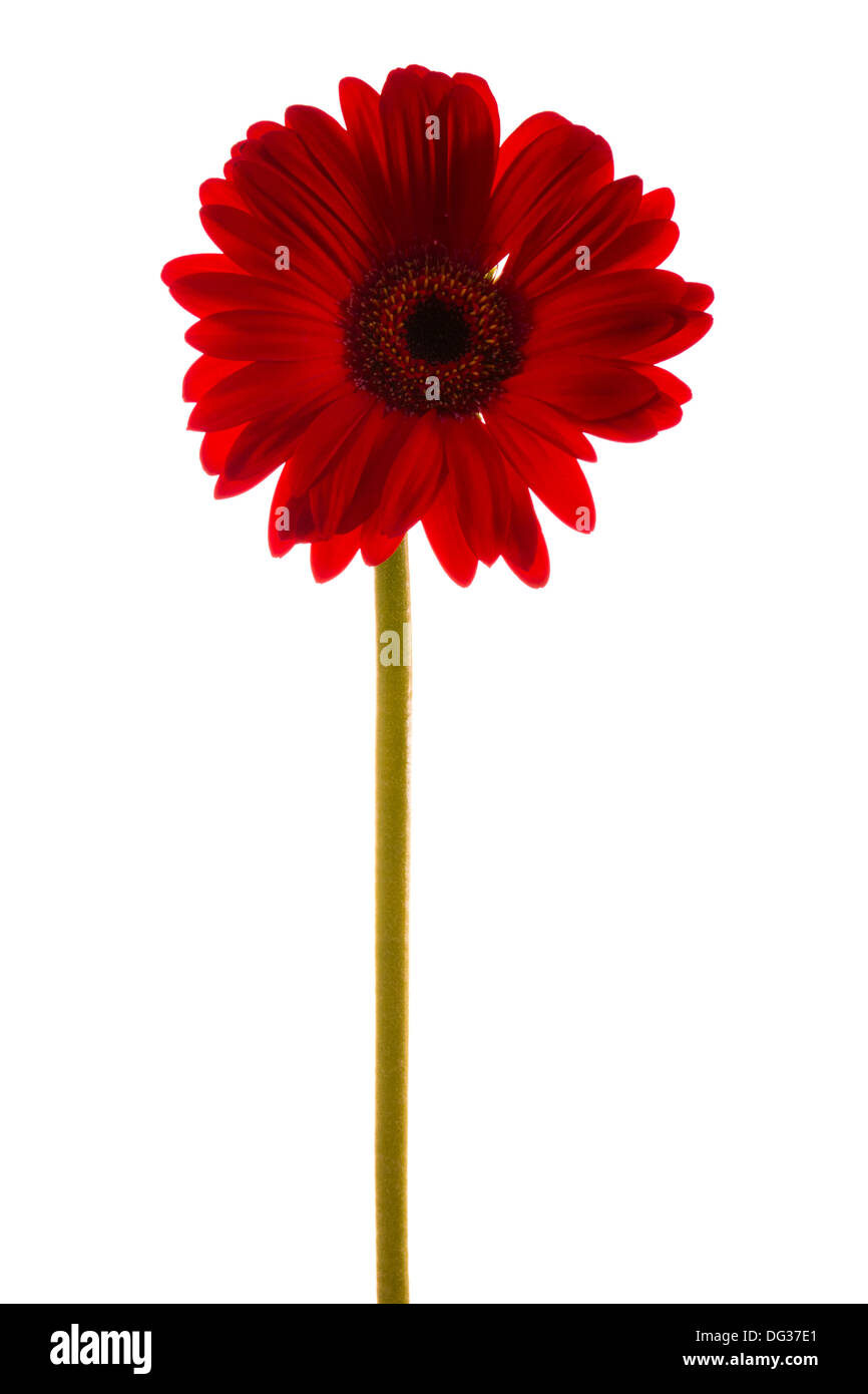 Gerbera rossa Foto Stock
