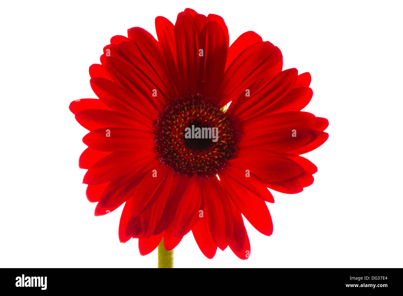 Gerbera rossa Foto Stock