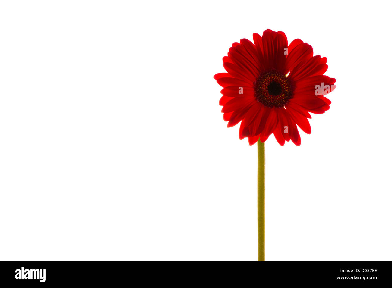 Gerbera rossa Foto Stock