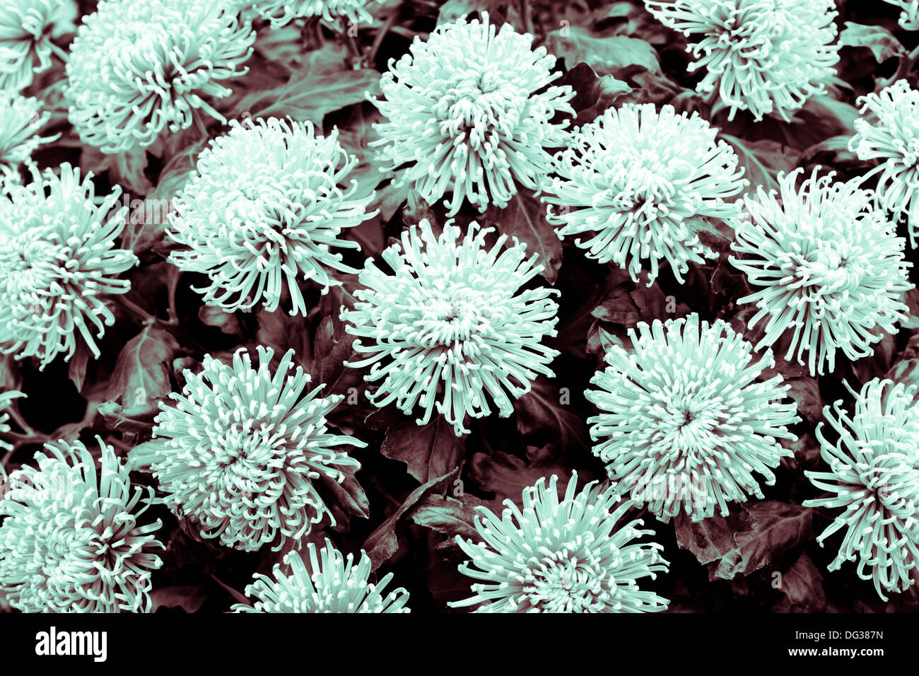 Il duo del tono di crisantemi Foto Stock