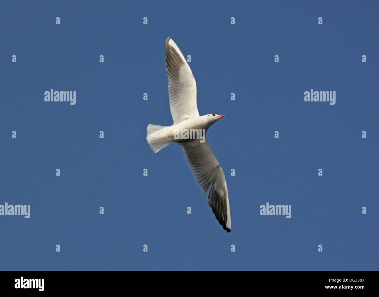 Gabbiano in volo in un cielo blu Foto Stock