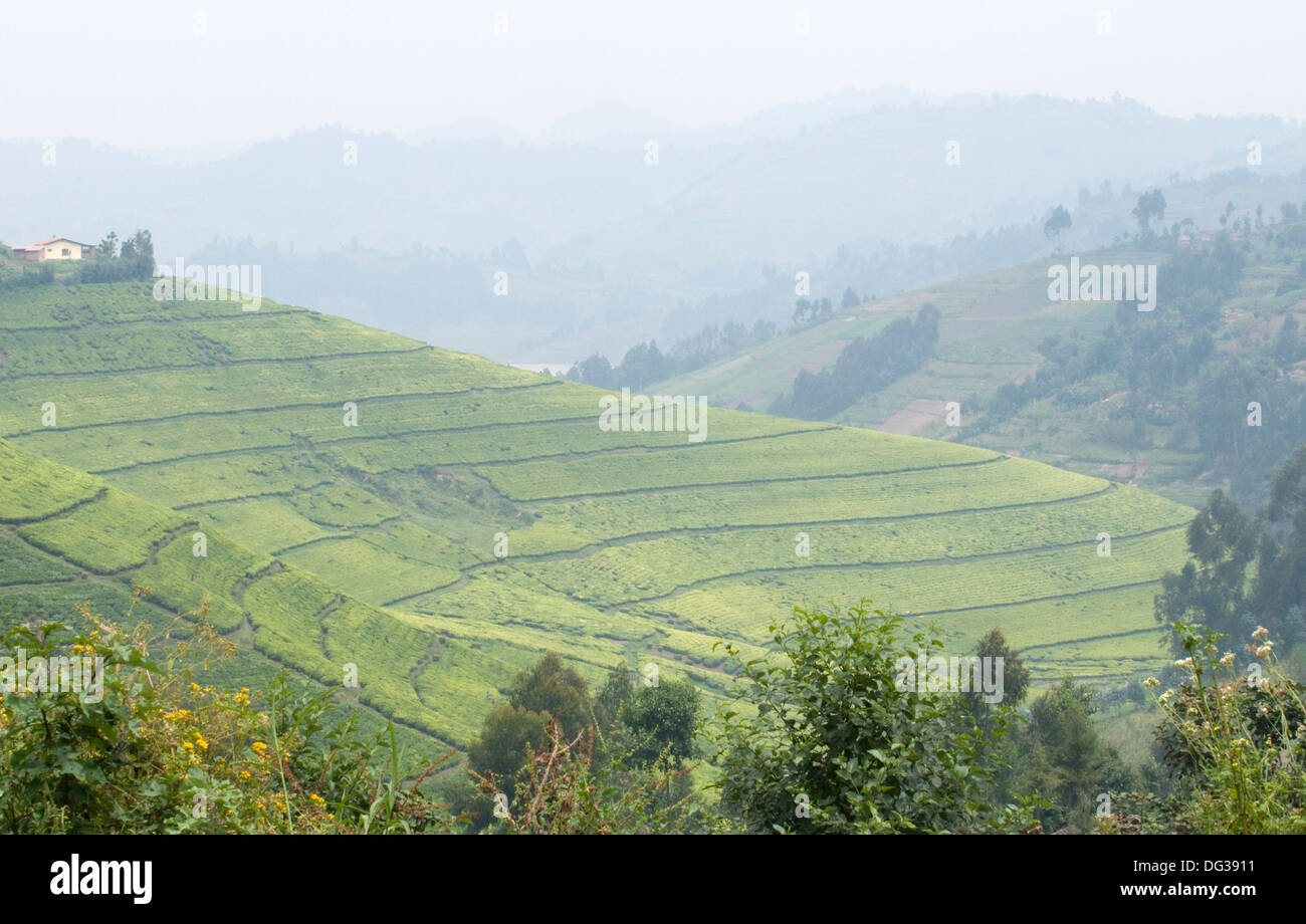 Un tappeto di piantagione di tè disteso sul fianco di un dolce declivio della collina con Misty Hills sparsi nella distanza. Foto Stock