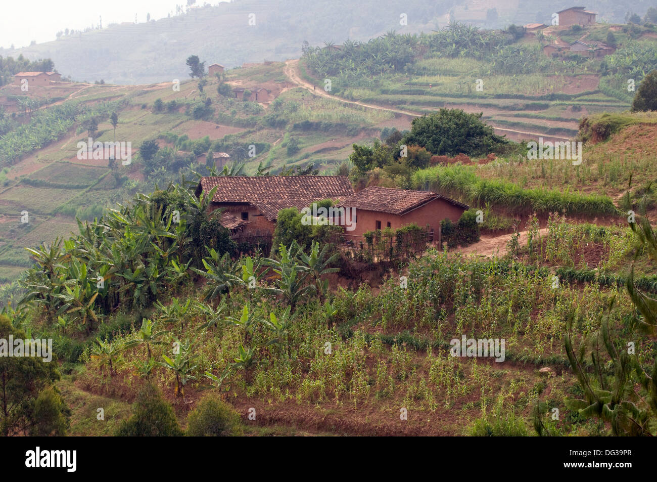 Ruanda rurale terra di mille colline fattorie banana e colline con i terrazzamenti, bosco e agricoltura nebbie della distanza Foto Stock