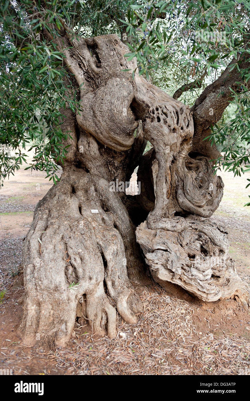 Albero di olivo nella campagna della penisola salentina, Italia. Foto Stock