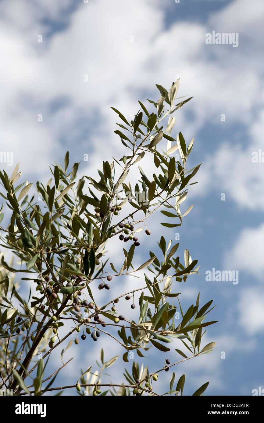 Albero di olivo nella campagna della penisola salentina, Italia. Foto Stock