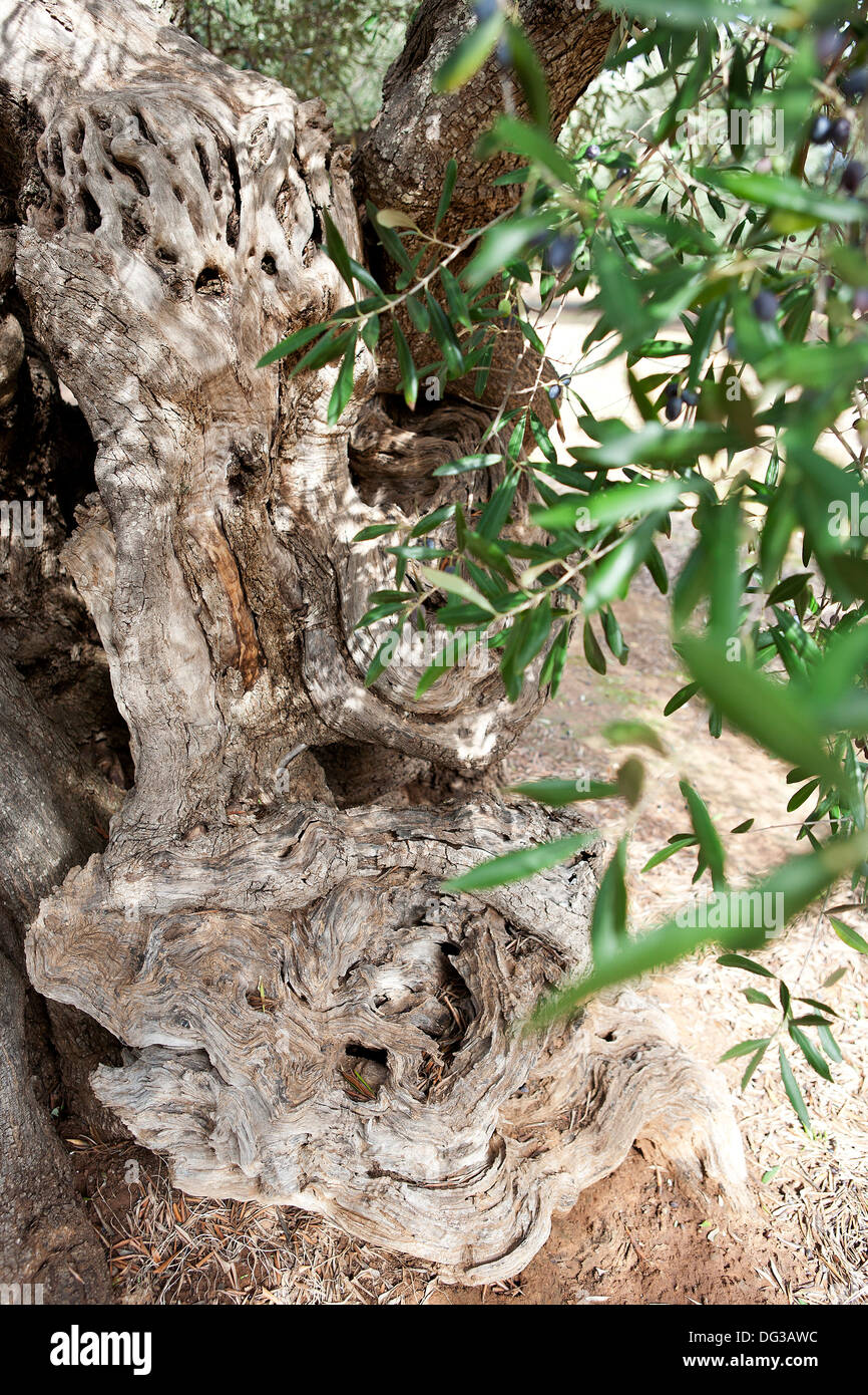 Albero di olivo nella campagna della penisola salentina, Italia. Foto Stock