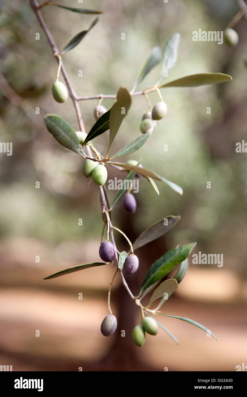 Albero di olivo nella campagna della penisola salentina, Italia. Foto Stock