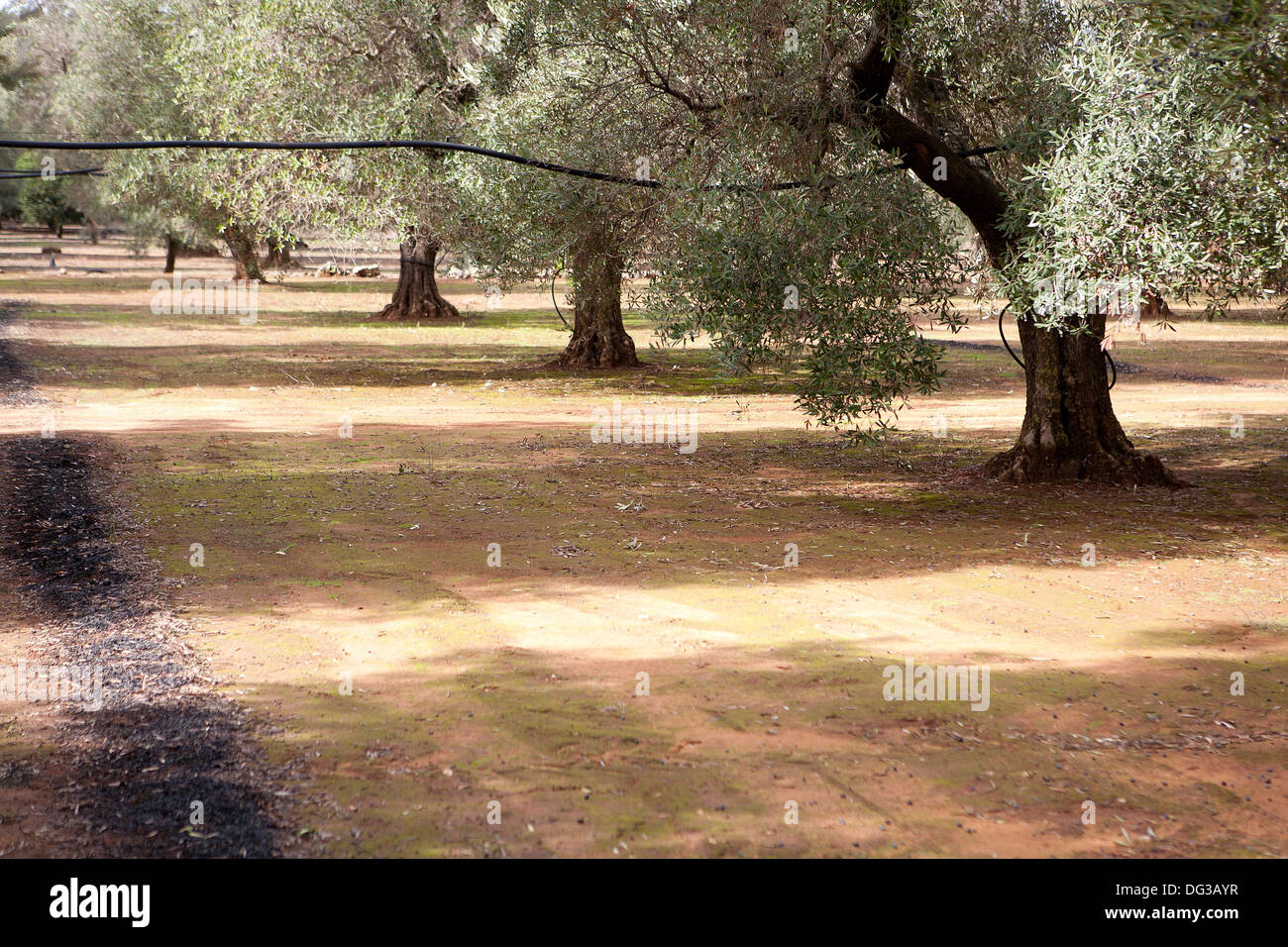 Albero di olivo nella campagna della penisola salentina, Italia. Foto Stock