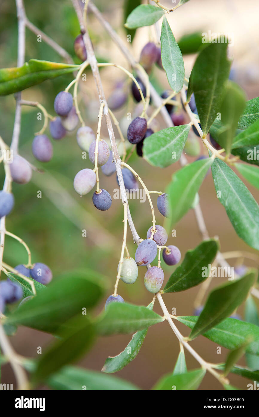 Albero di olivo nella campagna della penisola salentina, Italia. Foto Stock
