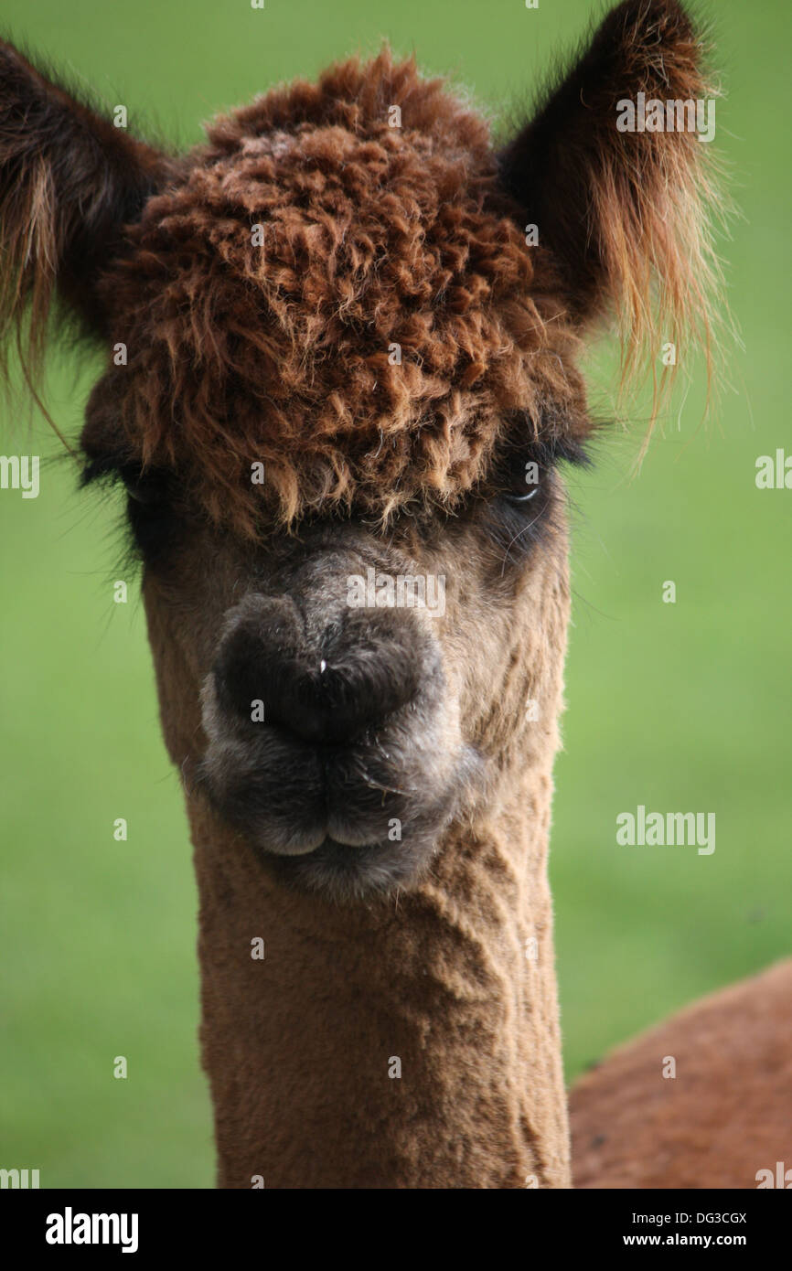Testa di Alpaca Foto Stock