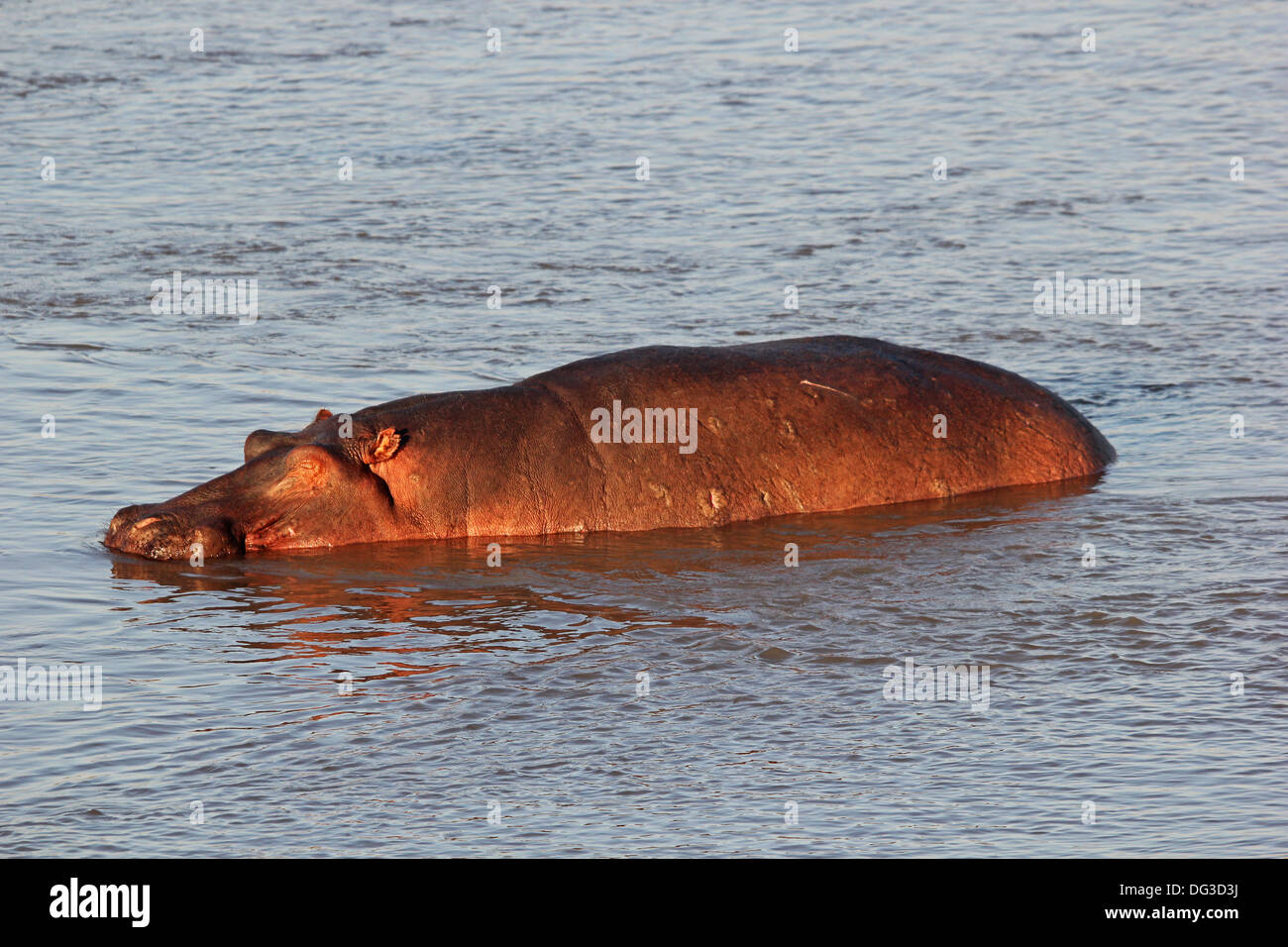 Hippo in Zambia nel fiume Luangwa Foto Stock
