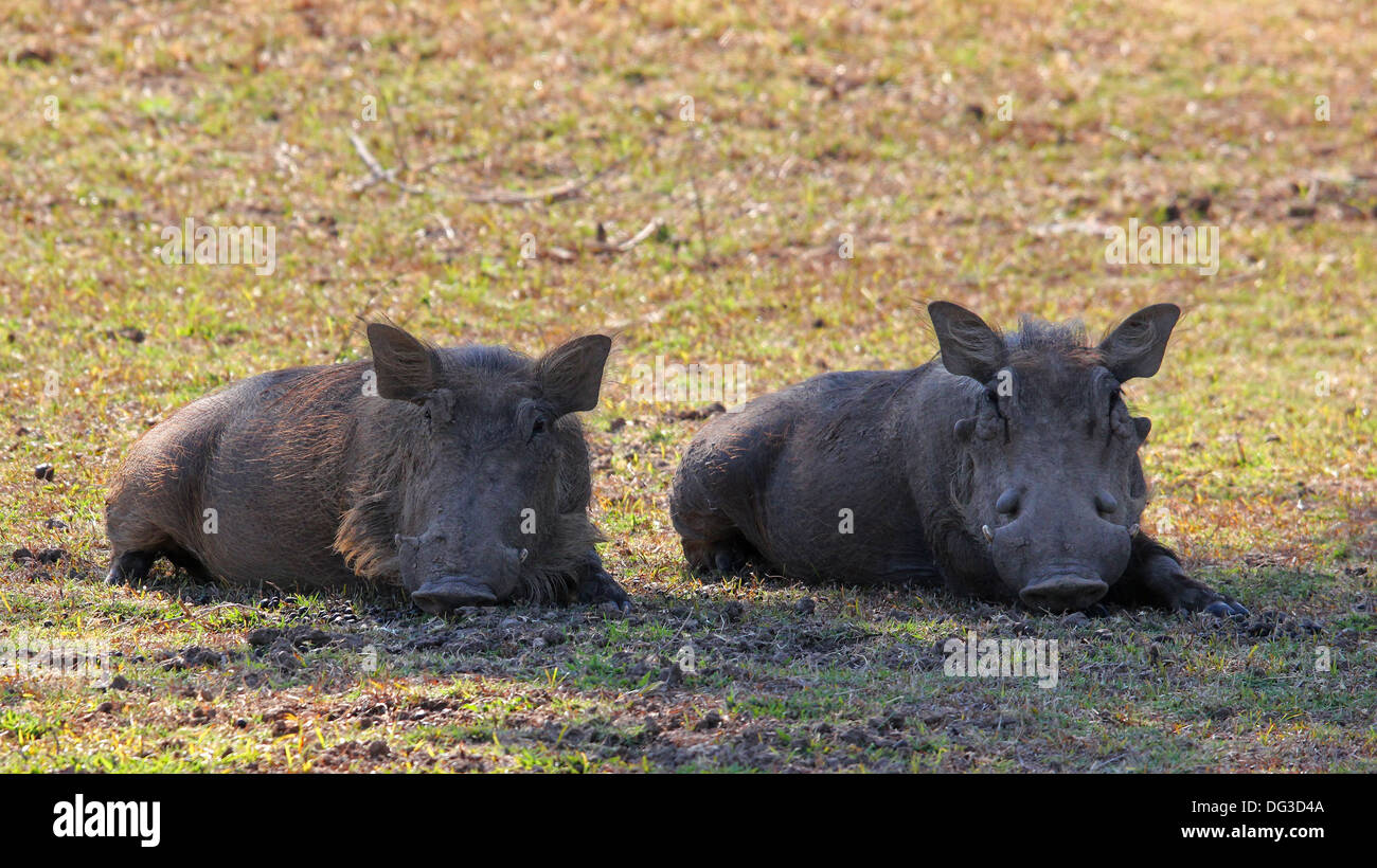 Warthog zambia wildlife Foto Stock