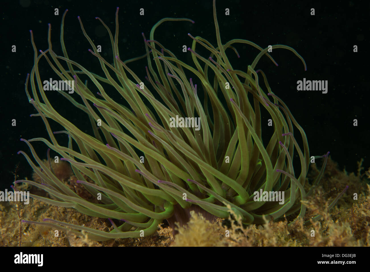Snakelocks anemone sotto Swanage Pier, Foto Stock