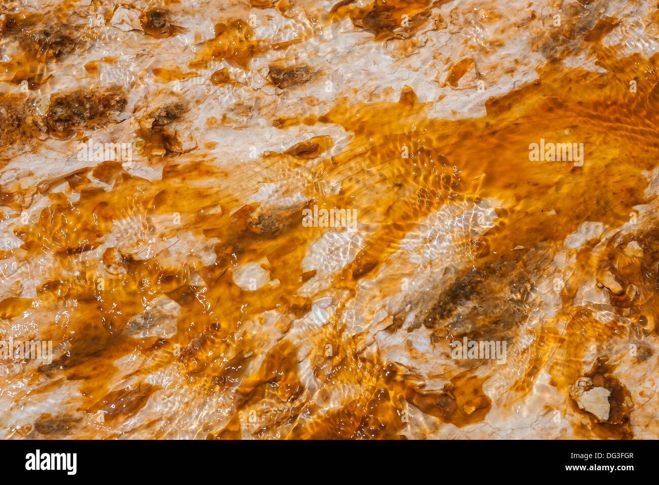 Coloratissimo tappeto di batteri nei dintorni di Grand Prismatic Spring, Midway Geyser Basin, il Parco Nazionale di Yellowstone, Wyoming Foto Stock