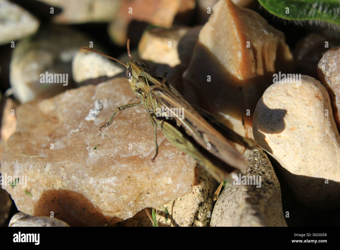 Campo grasshopper sulla ghiaia Foto Stock