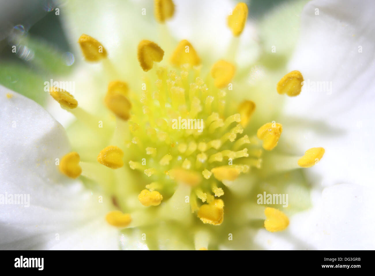 Canon 600d fotografia di un fiore di fragola con fatti in casa il tubo della prolunga. Foto Stock