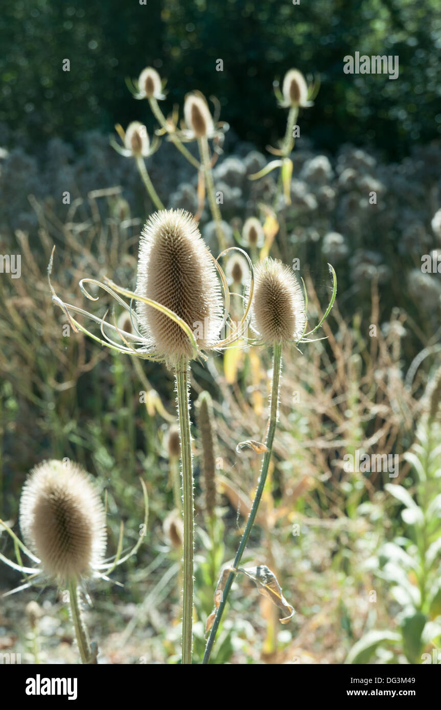 Il Cardo essiccato in una patch vicino a Yreka,California. Foto Stock