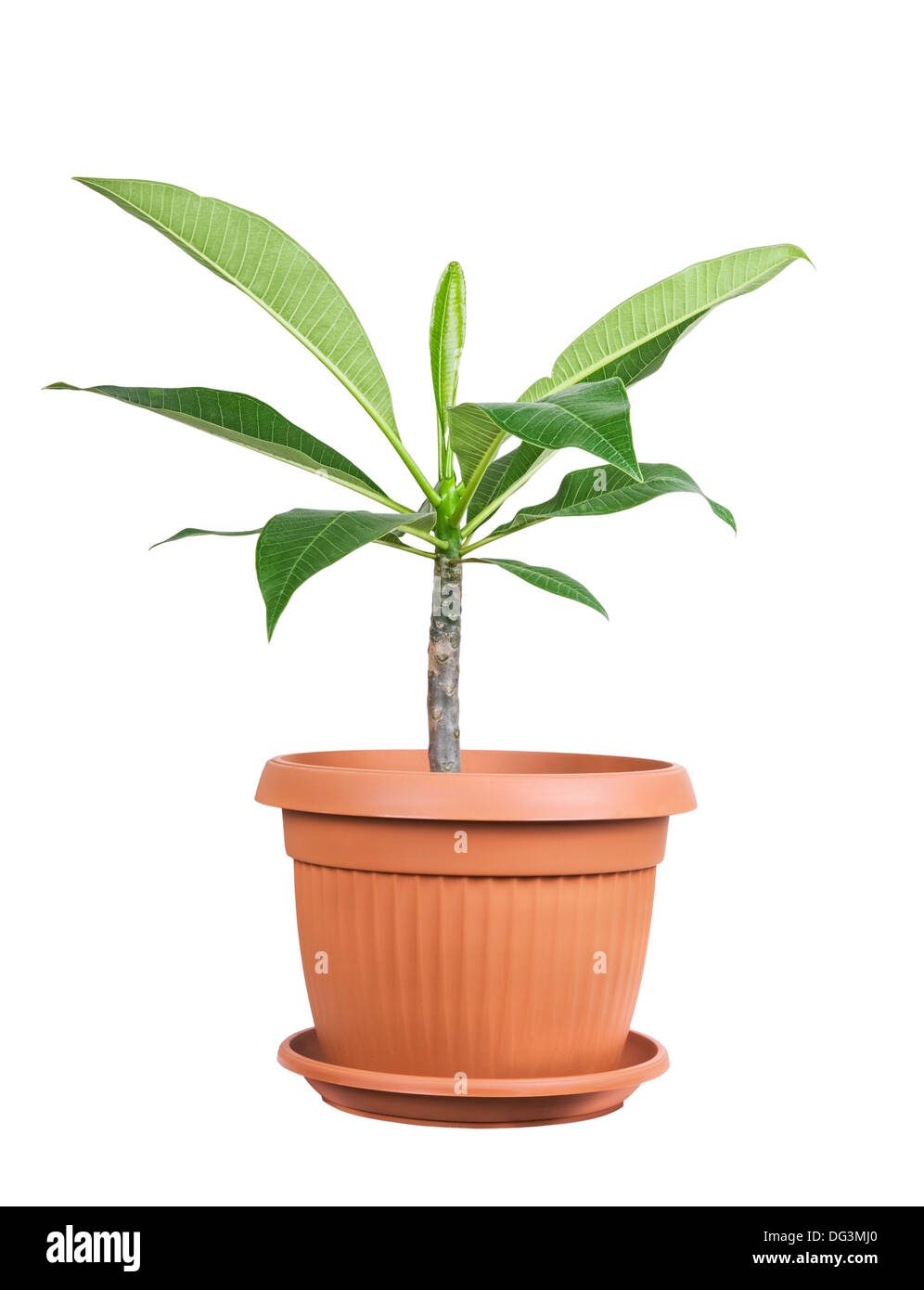 Il Frangipani come una pianta di casa isolata su sfondo bianco Foto Stock