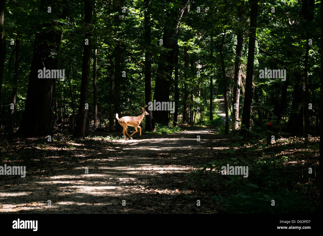 Un cervo corre attraverso la foresta in Rock Creek Park in Washington, DC, Stati Uniti d'America. Foto Stock