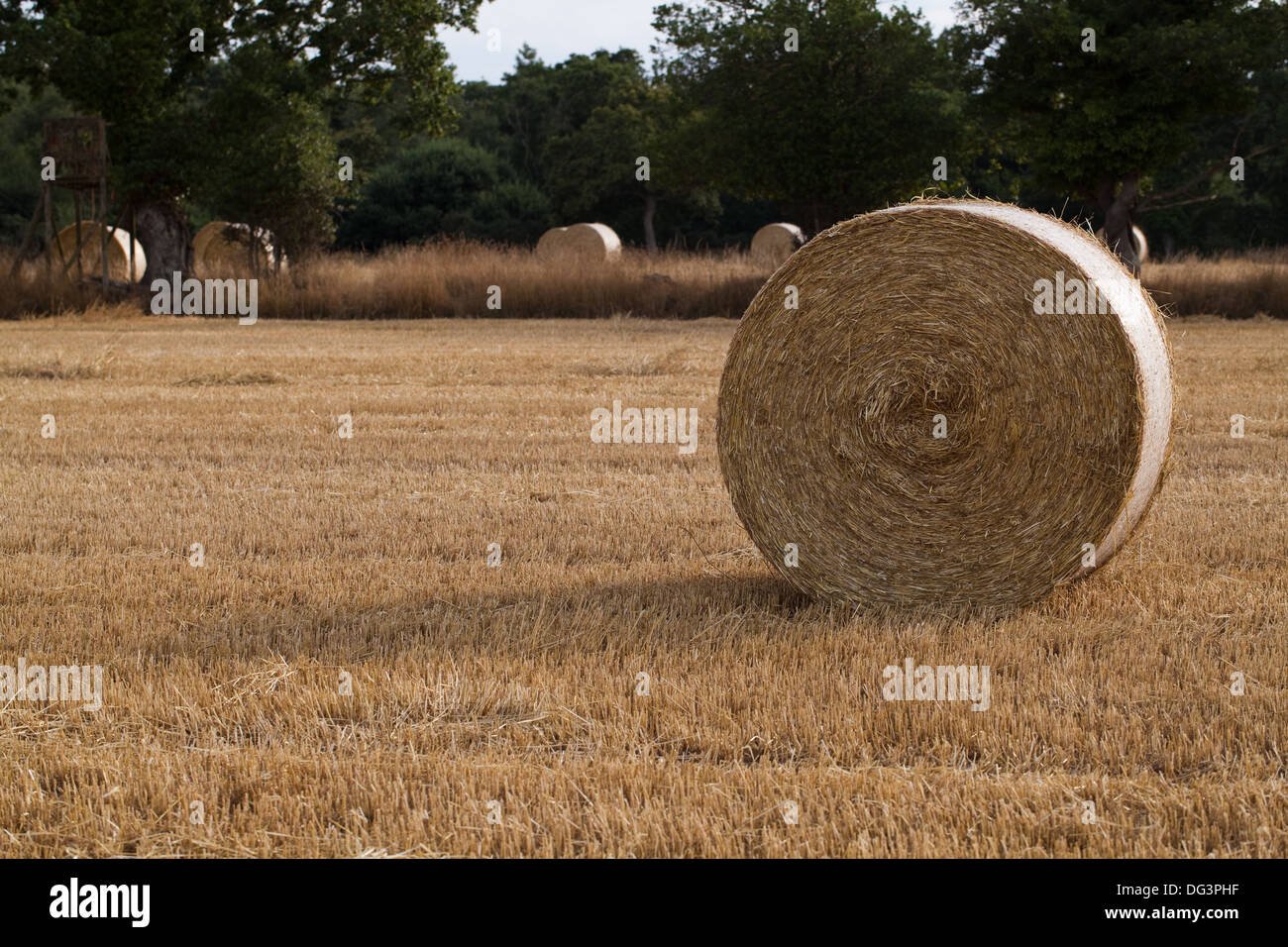 Round, net legato e avvolgere le balle di paglia, a sinistra su stoppia dopo il raccolto di cereali raccolte in. Foto Stock
