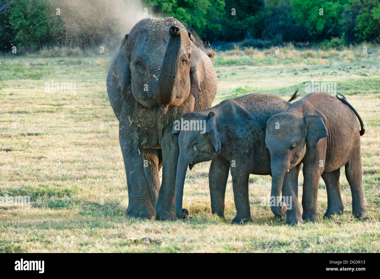 La madre e il bambino Asiatico elefanti a Minneriya National Park, Sri Lanka, Oceano Indiano, Asia Foto Stock