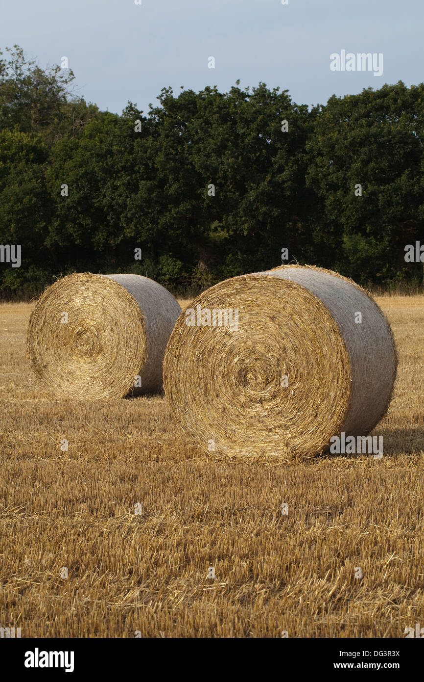 Round, net legato e avvolgere le balle di paglia, a sinistra su stoppia dopo il raccolto di cereali raccolte in. Foto Stock