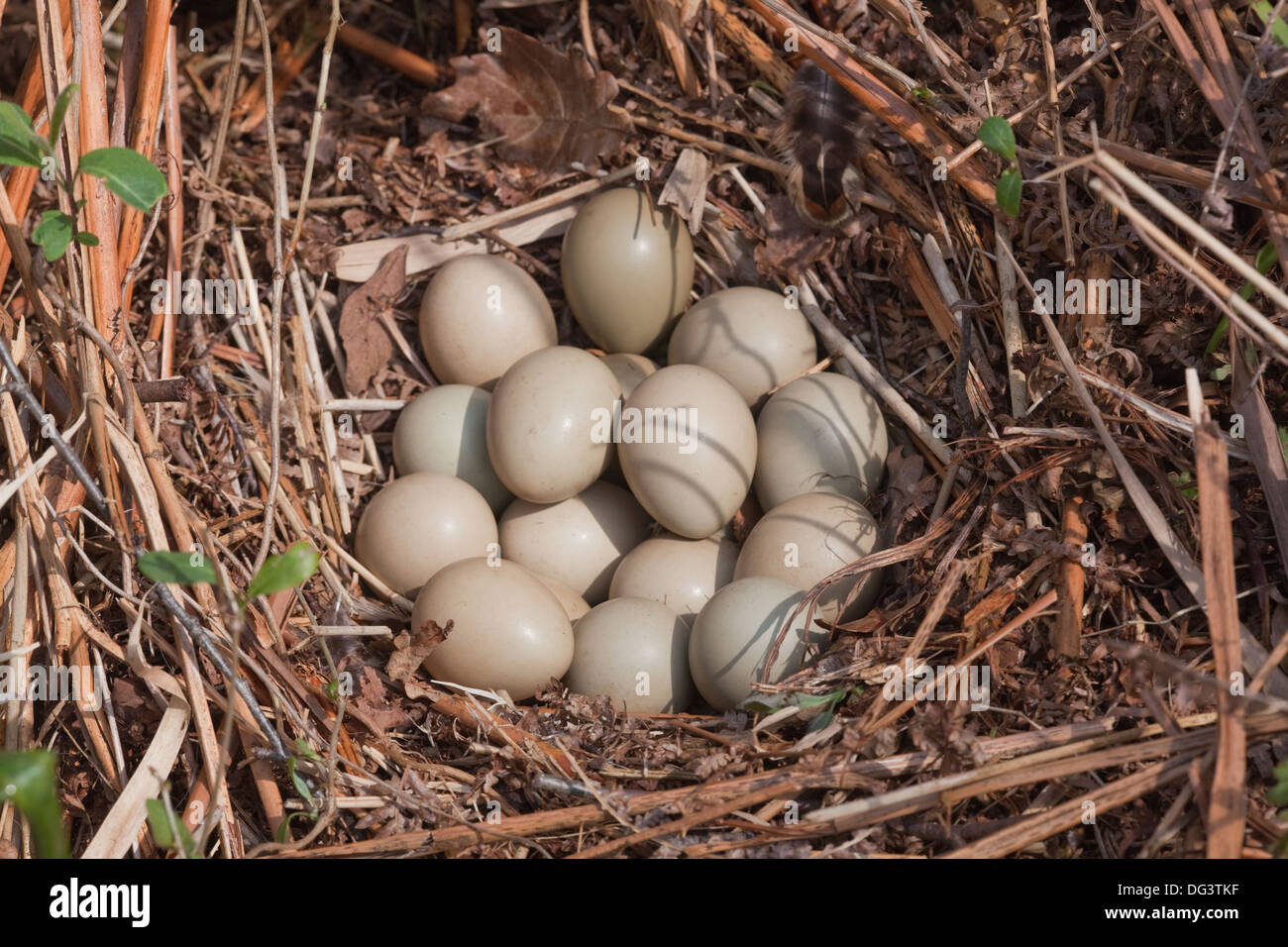 Gioco Fagiano (Phasianus colchicus). nido e quattordici uova. Parzialmente incubato frizione. Maggio. Norfolk. Foto Stock