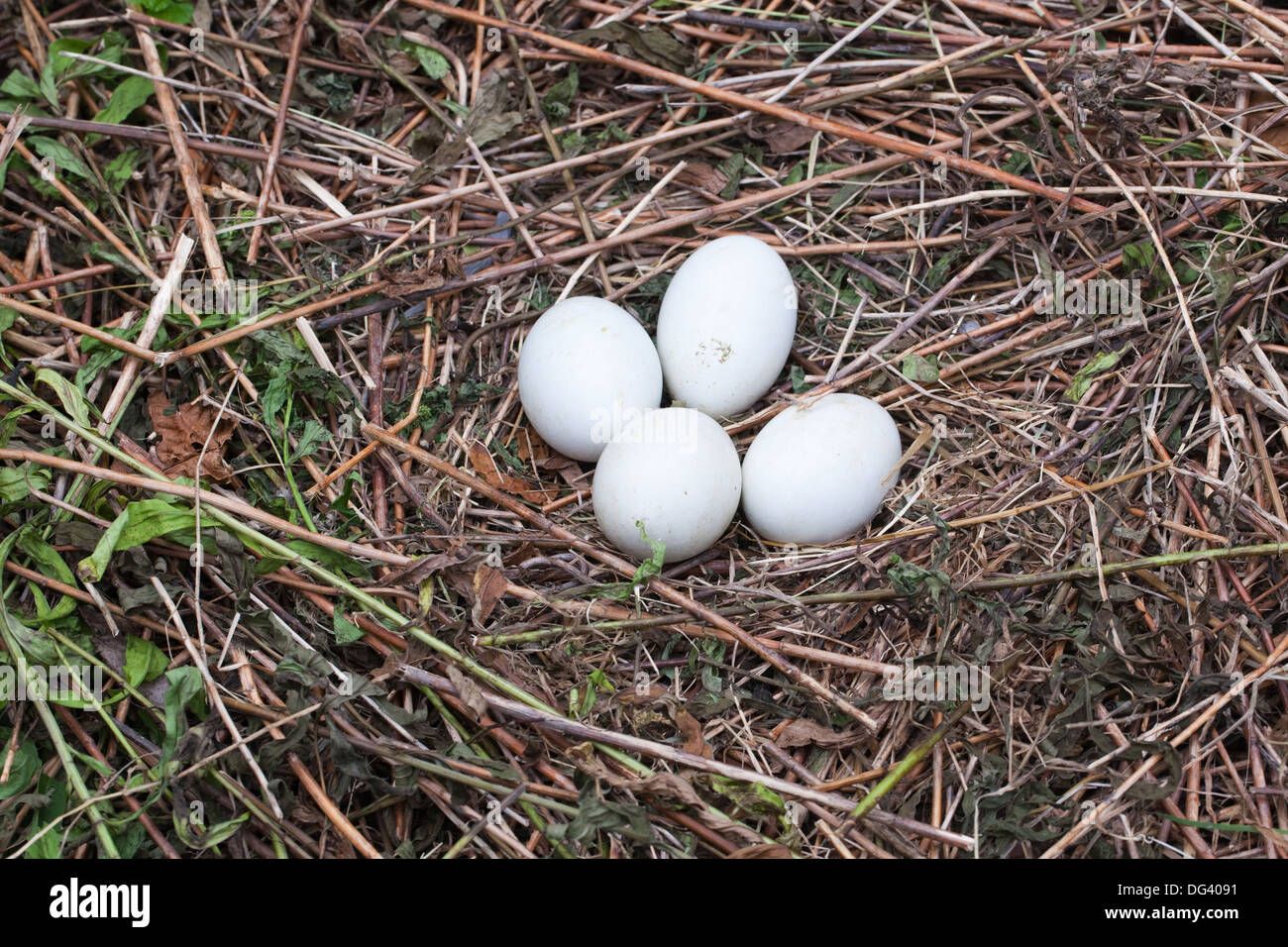 Nero Crowned Crane (Balearica pavonine). Nido e frizione delle quattro uova. Foto Stock