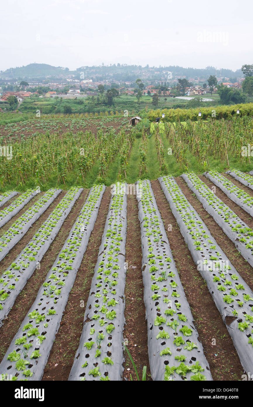Ben curato giardino di mercato, Lembang, Bandung district, Java, Indonesia, Asia sud-orientale, Asia Foto Stock