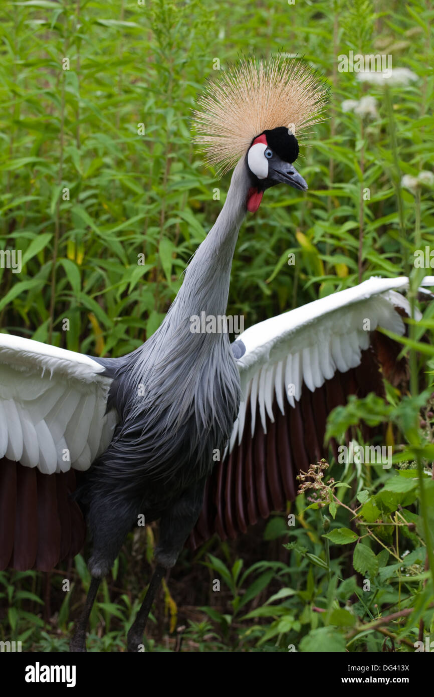 African Grey Crowned Crane (Balearica regulorum gibbericeps). Maschio adulto in piedi sopra il nido. Foto Stock