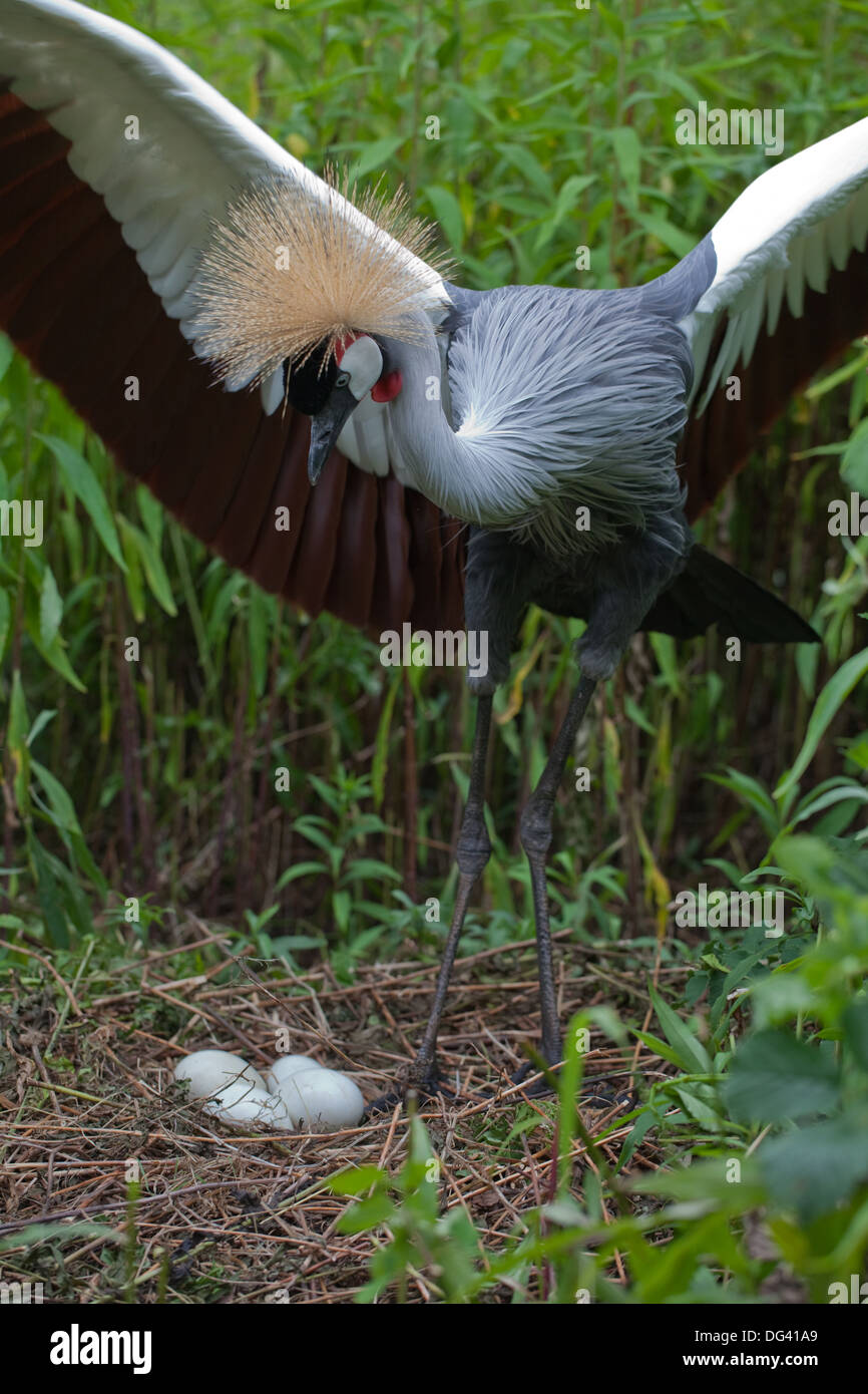 African Grey Crowned Crane (Balearica regulorum gibbericeps). Maschio adulto in piedi sopra il nido e la frizione delle quattro uova. Foto Stock