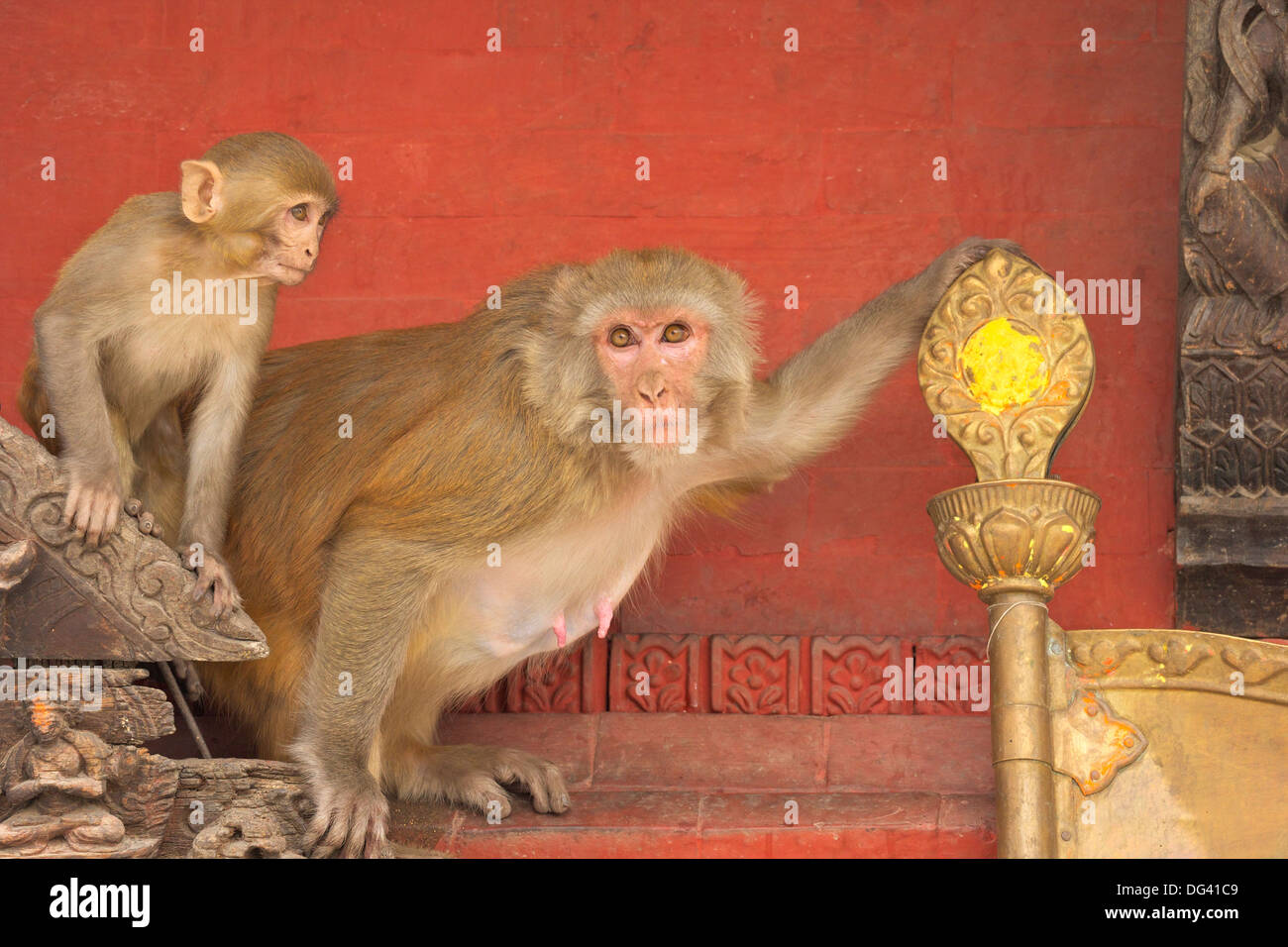 Macaco Rhesus monkey madre e bambino su antico santuario, Swayambhunath Stupa (tempio delle scimmie), Kathmandu, Nepal, Asia Foto Stock