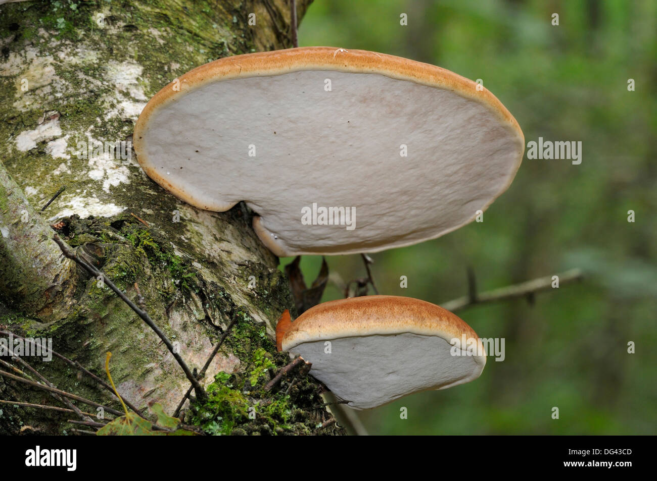 Birch Polypore o un rasoio Strop fungo - Piptoporus betulinus sulla betulla - Betula pendula Foto Stock
