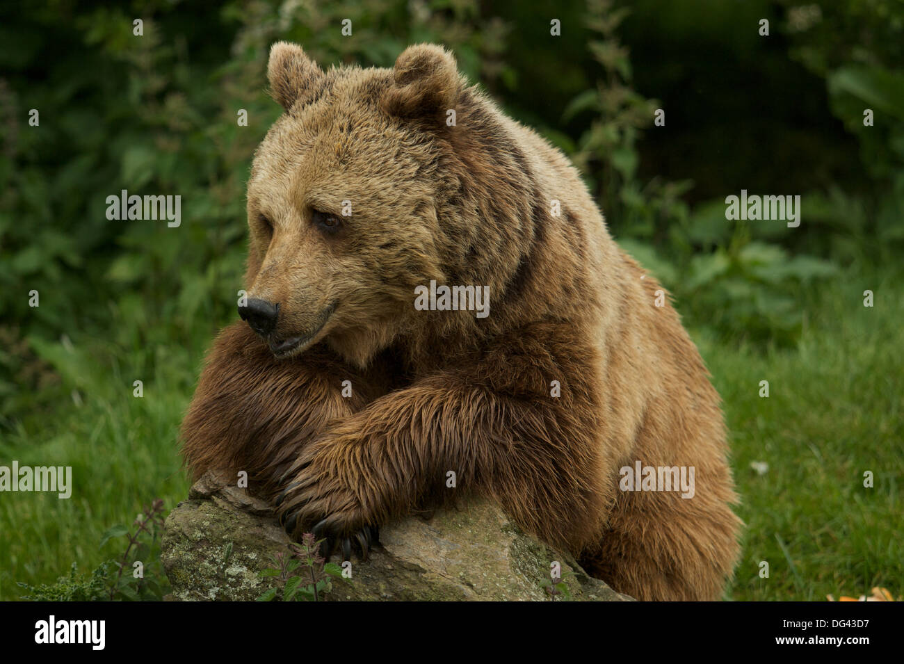 Un Eurasian l'orso bruno (Ursus arctos arctos) Foto Stock