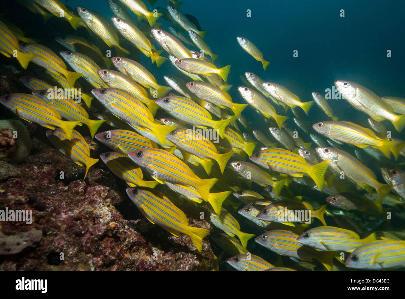 Bluestripe snapper (Lutjanus kasmira), Mozambico, Africa Foto Stock