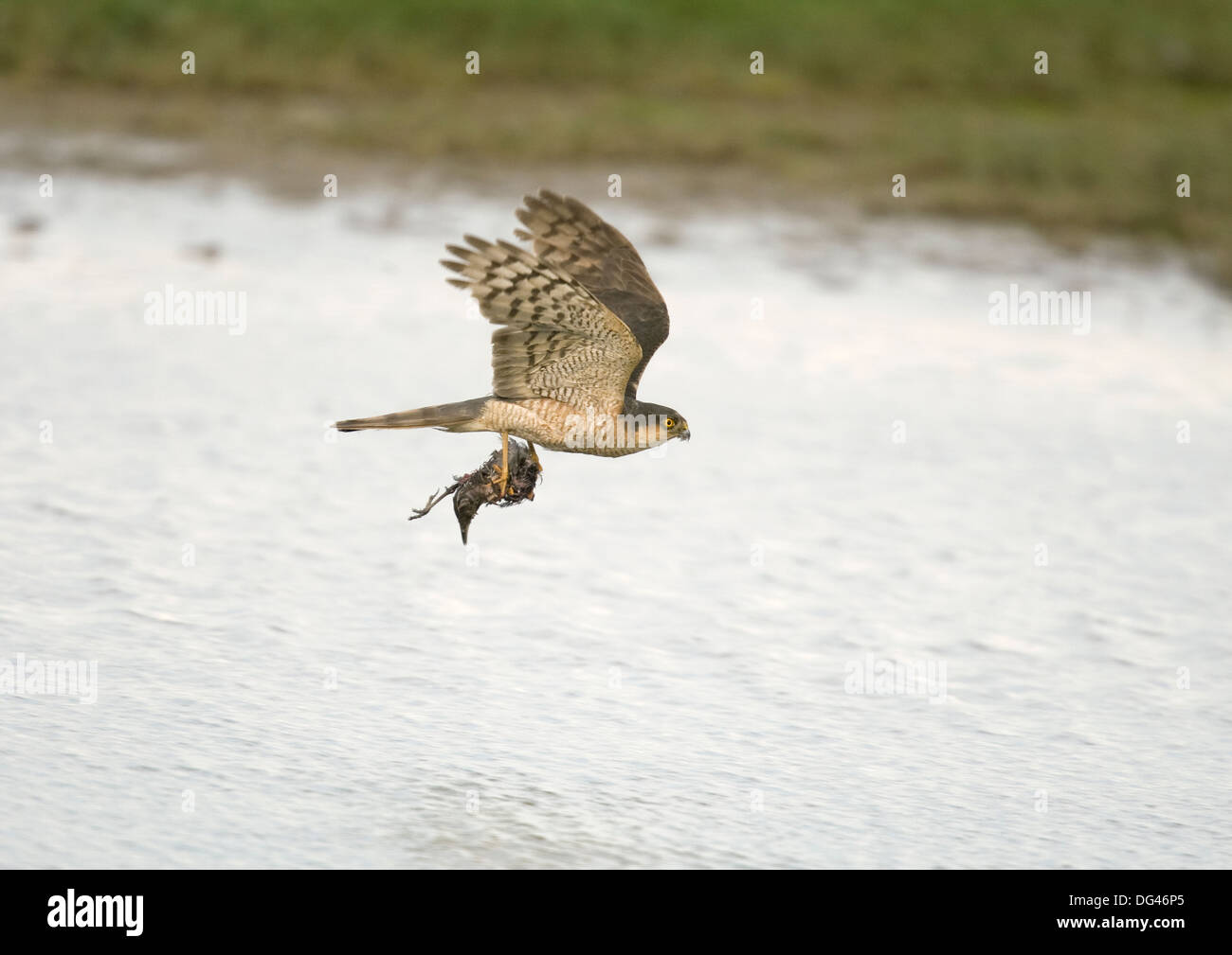 Sparviero Accipiter nisus Foto Stock