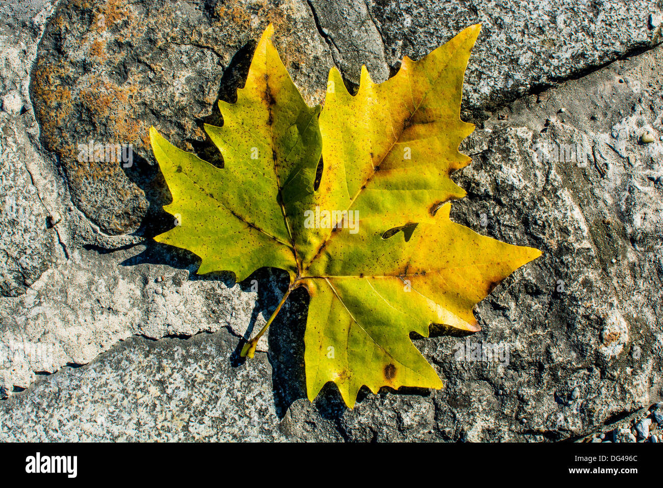 La foglia di acero si trova a terra in autunno Foto Stock