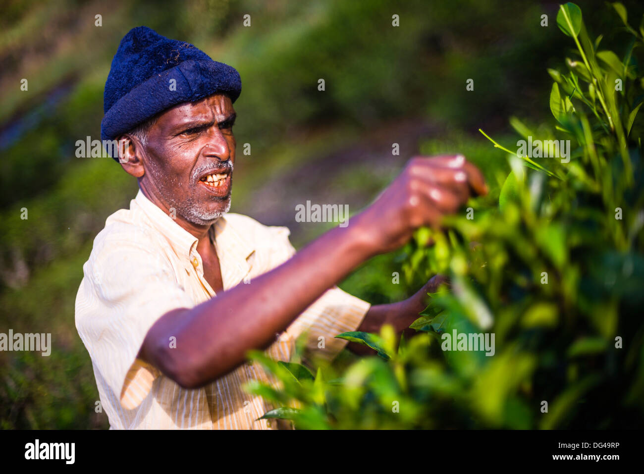 Un maschio raccoglitrice di tè Il tè di prelievo in Sri Lanka Highlands Centrali, Tè paese, Sri Lanka, Asia Foto Stock